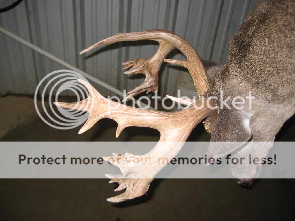 IMG_0124.jpg picture by Tikka270