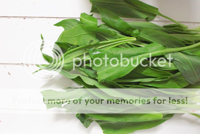 http://i402.photobucket.com/albums/pp103/Sushiina/cityglam/baumlrlauch3_zps119a791f.jpg?t=1366574304