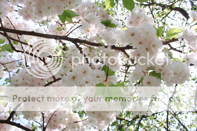 http://i402.photobucket.com/albums/pp103/Sushiina/cityglam/blossom3_zpsbe9f4c77.jpg