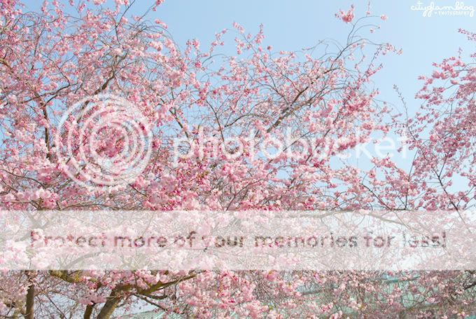 http://i402.photobucket.com/albums/pp103/Sushiina/cityglam/blossom4.jpg
