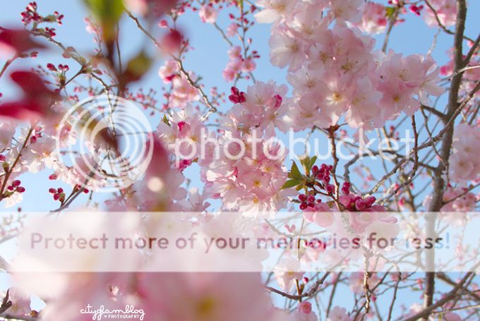 http://i402.photobucket.com/albums/pp103/Sushiina/cityglam/blossom5.jpg