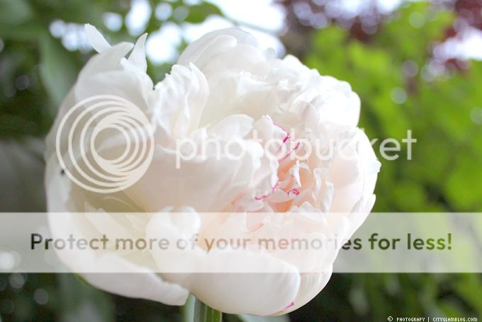 http://i402.photobucket.com/albums/pp103/Sushiina/cityglam/blum2.jpg