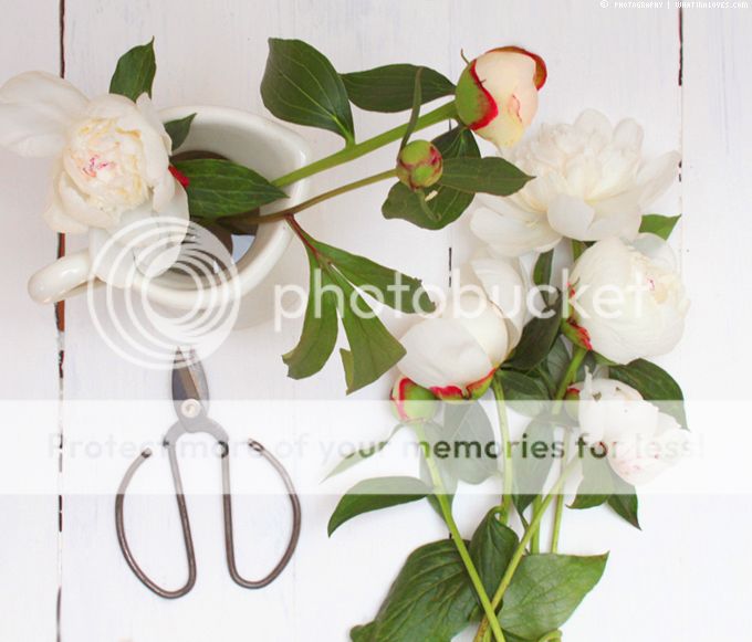 http://i402.photobucket.com/albums/pp103/Sushiina/cityglam/cityglam001/pfingstrosen%20Kopie_zpszibky7b1.jpg