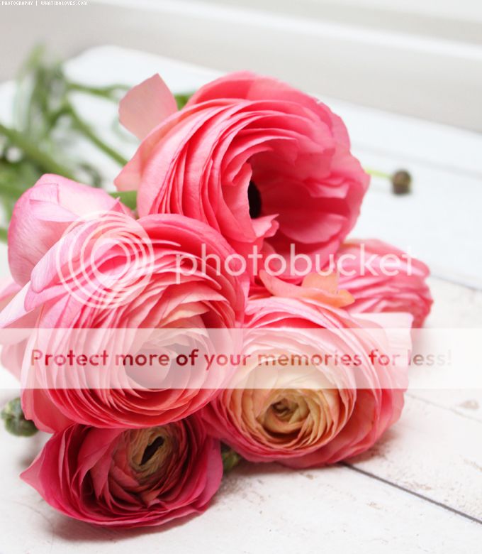http://i402.photobucket.com/albums/pp103/Sushiina/cityglam/cityglam001/ranunkel_zpsjm7ptlhd.jpg