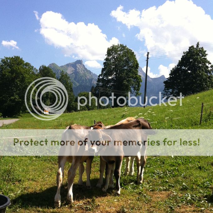 3 Tage Auszeit in Voralberg | whatinaloves.com Alpen, Berge, Kühe, Panorama