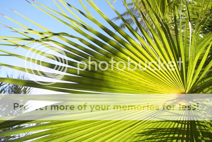 http://i402.photobucket.com/albums/pp103/Sushiina/cityglam/costa7.jpg