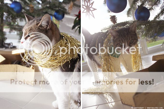 http://i402.photobucket.com/albums/pp103/Sushiina/cityglam/gesche4_zps414c600a.jpg