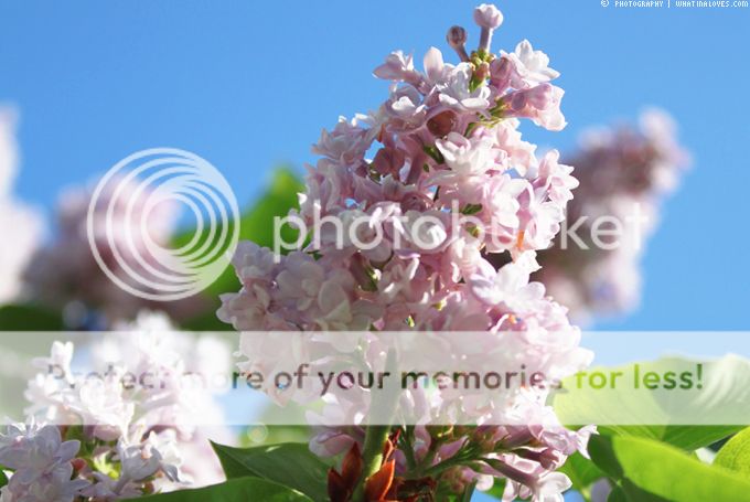 http://i402.photobucket.com/albums/pp103/Sushiina/cityglam/gras4_zps0656f248.jpg