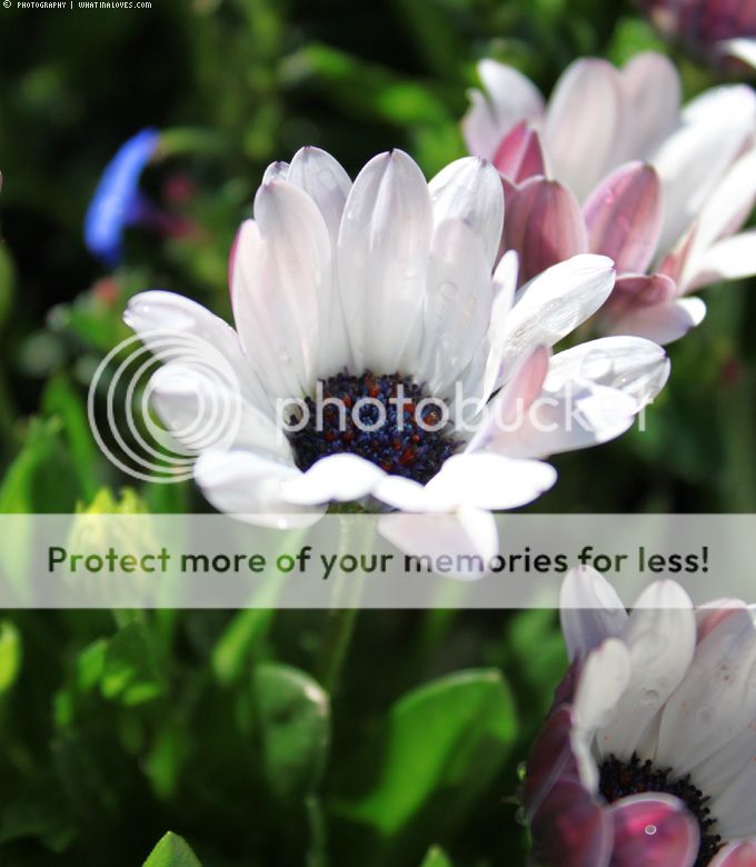 http://i402.photobucket.com/albums/pp103/Sushiina/cityglam/gras5_zps4a7edd19.jpg