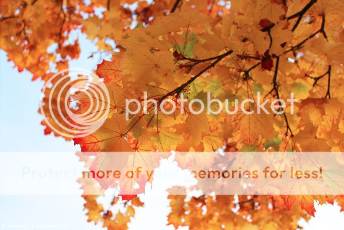 http://i402.photobucket.com/albums/pp103/Sushiina/cityglam/herbst1_zpscae0203d.jpg