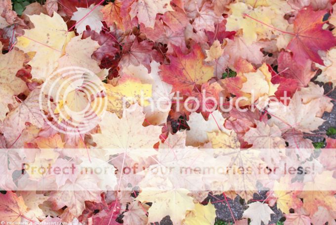 http://i402.photobucket.com/albums/pp103/Sushiina/cityglam/herbst3_zps3c75bdcc.jpg
