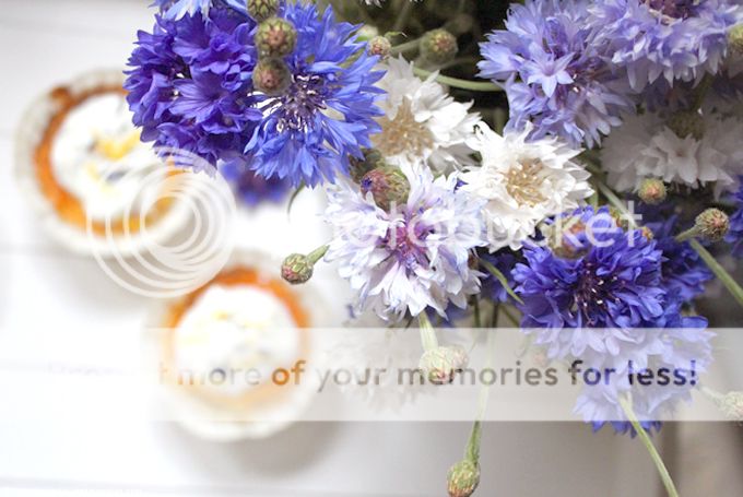 http://i402.photobucket.com/albums/pp103/Sushiina/cityglam/mohnmuffins2.jpg