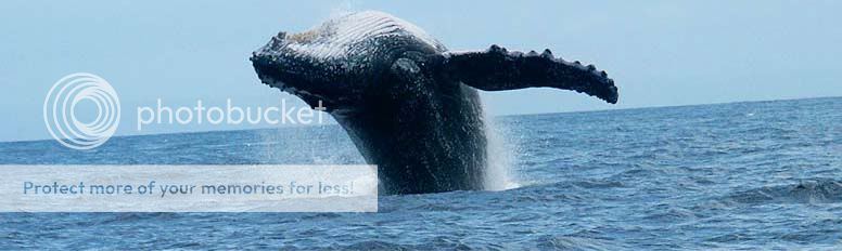 baleine