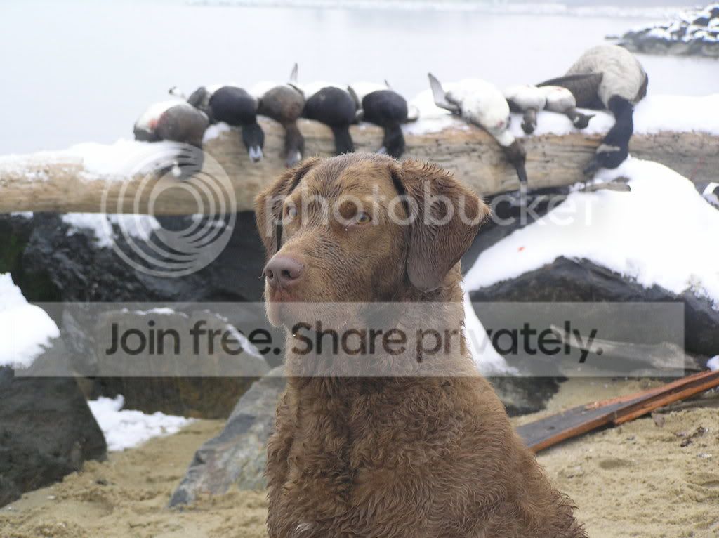 hunting chesapeake bay retriever breeders