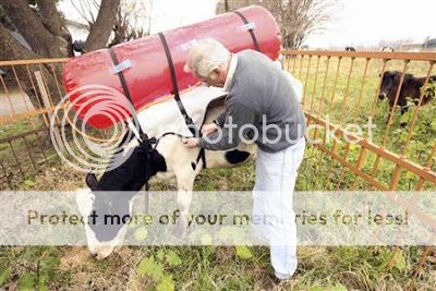 Bottling%20Cow%20Burps%20and%20Farts%203